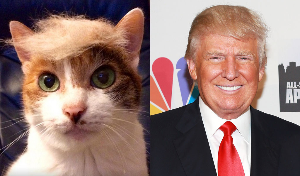 The Only Way To Make Donald Trump Tolerable Is To Put His Heinous Hair On Your Pet Cat E Online Au